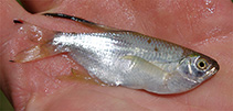 Image of Pseudocorynopoma stanleyi (Clear-finned dragonfin tetra)