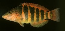 Image of Pseudolabrus torotai 