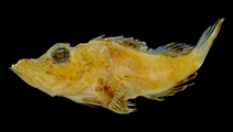 Image of Pteroidichthys acutus (Longsnout weedy scorpionfish)