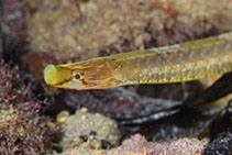 Image of Pugnaso curtirostris (Pug-nosed pipefish)