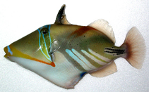 Image of Rhinecanthus aculeatus (White-banded triggerfish)