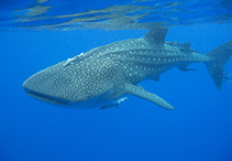 Image of Rhincodon typus (Whale shark)