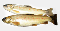 Image of Salmo caspius (Caspian trout)