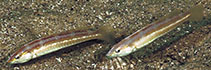 Image of Halichoeres inornatus (Cape wrasse)