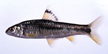 Image of Sarcocheilichthys variegatus 
