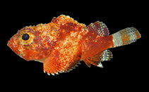 Image of Scorpaena brachyptera (Shortfin scorpionfish)