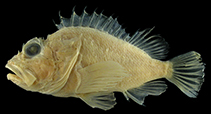 Image of Scorpaena brevispina (Japanese shortspined scorpionfish)