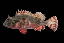 Image of Scorpaena histrio (Player scorpionfish)