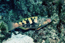 Image of Scarus hoefleri (Guinean parrotfish)