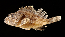 Image of Scorpaenopsis insperatus (Sydney scorpionfish)