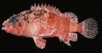 Image of Scorpaenodes parvipinnis (Lowfin scorpionfish)