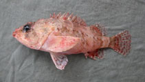 Image of Scorpaenodes quadrispinosus (Fourspine scorpionfish)