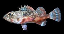 Image of Scorpaena russula (Reddish scorpionfish)