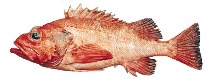 Image of Sebastes aleutianus (Rougheye rockfish)