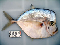 Image of Selene brownii (Caribbean moonfish)