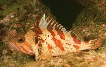 Image of Sebastes dallii (Calico rockfish)