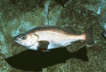 Sebastes goodei, Chilipepper rockfish : fisheries, gamefish