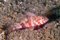 Image of Serraniculus pumilio (Pygmy sea bass)