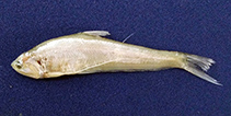 Image of Setipinna wheeleri (Burma hairfin anchovy)