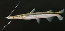 Image of Sorubim elongatus (Slender shovelnose catfish)