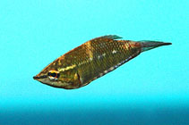 Image of Sphaerichthys vaillanti 