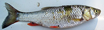 Image of Squalius aphipsi (Aphips chub)