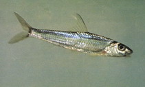 Image of Squalidus argentatus 