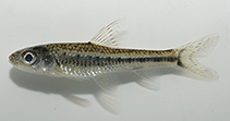 Image of Squalidus banarescui 