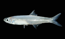 Image of Stolephorus indicus (Indian anchovy)
