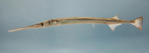 Image of Strongylura marina (Atlantic needlefish)