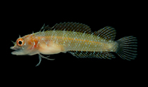 Image of Starksia multilepis (Manyscaled blenny)