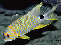 Image of Symphorichthys spilurus (Sailfin snapper)