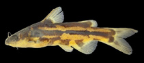 Image of Tachysurus spilotus 