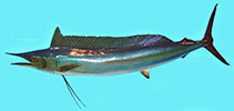 Image of Tetrapturus angustirostris (Shortbill spearfish)