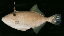 Image of Thamnaconus modestoides (Modest filefish)