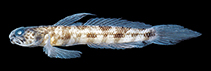 Image of Tomiyamichthys zonatus (Brownband shrimpgoby)