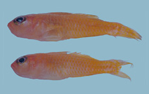 Image of Trimma bathum (Deep-reef pygmygoby)