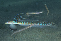 Image of Trichonotus elegans (Long-rayed sand-diver)