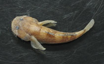 Image of Trachidermus fasciatus (Roughskin sculpin)