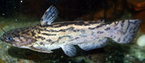 Image of Trachelyopterus lucenai (Southern driftwood catfish)