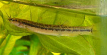 Image of Trichomycterus mondolfi 
