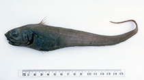 Image of Trachonurus sentipellis (Shaggy whiptail)