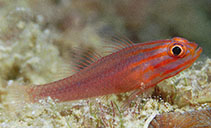 Trimma striatum, Red-lined pygmygoby : aquarium