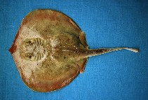 Image of Urotrygon chilensis (Blotched stingray)