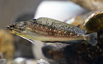 Image of Urophycis regia (Spotted codling)