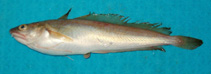 Image of Urophycis tenuis (White hake)