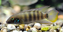 Image of Wallaceochromis humilis 