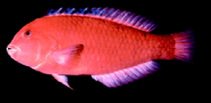 Image of Novaculops koteamea (Rapanui sandy)