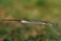 Image of Zenarchopterus novaeguineae (Fly River garfish)
