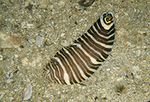 Image of Zebrias quagga (Fringefin zebra sole)